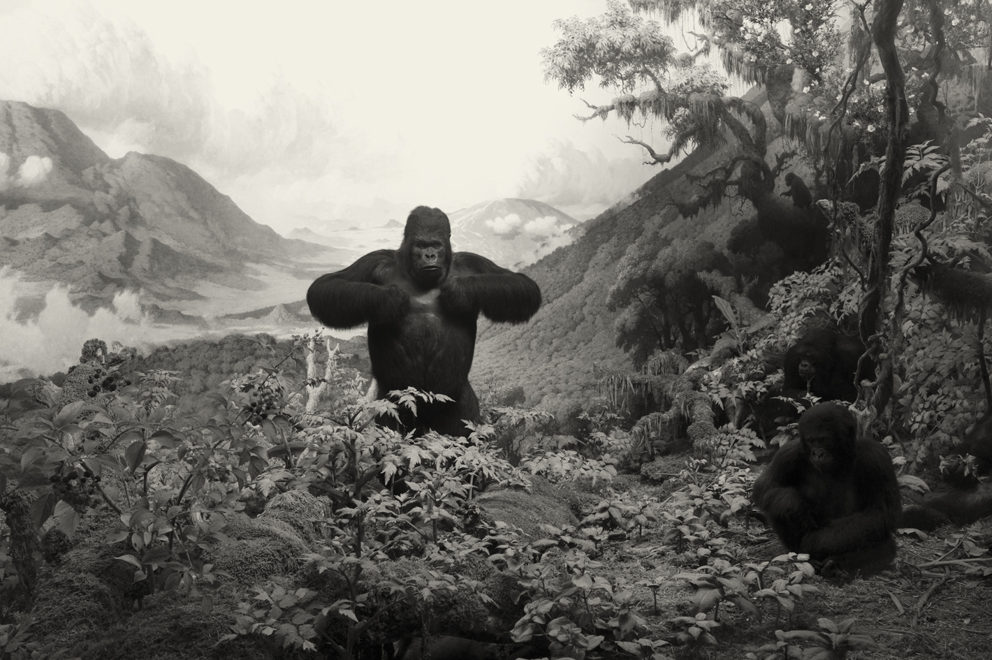Mountain Gorilla
